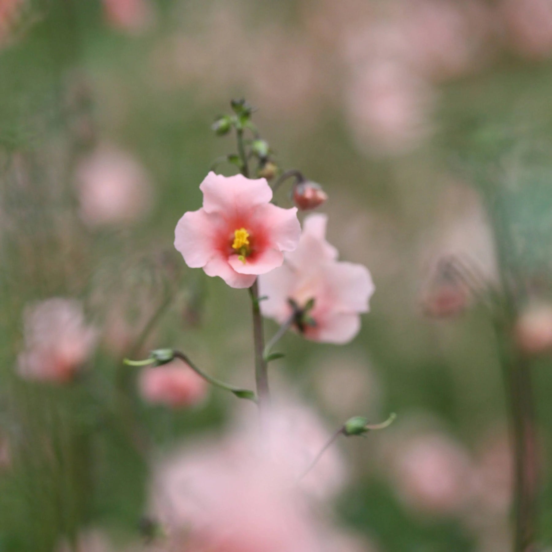 Heirloom Non-GMO Pink Alonsoa Flower Seeds for Delicate Garden Borders and Seasonal Planting for planting in home garden